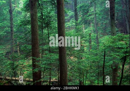 Forêt ancienne, forêt Cook State Park, New York Banque D'Images