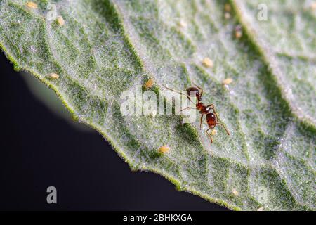 Un ant et quelques pucerons sur un congé vert. Banque D'Images