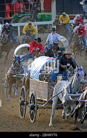 Course de Chuckwagon au Stampede de Calgary. Alberta Canada Banque D'Images