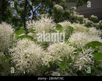 Gros plan de la floraison de Chionanthus retusus à Taipei, Taiwan Banque D'Images
