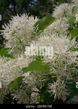 Gros plan de la floraison de Chionanthus retusus à Taipei, Taiwan Banque D'Images