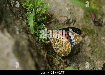 Gros plan d'un frai de papillon fritillateur indien à Taipei, Taiwan Banque D'Images