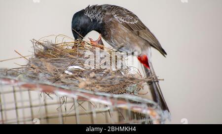 Bulbul Bird nourrissant leurs petits oiseaux baies Banque D'Images