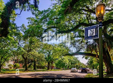 Le soleil brille à travers des chênes vivants dans le quartier historique d'Oakleigh Garden, le 24 avril 2020, à Mobile, Alabama. Banque D'Images