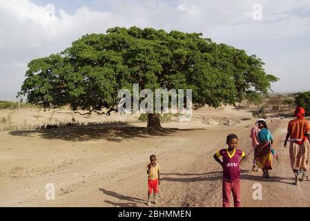 Immense arbre vert Acacia dans un paysage aride Banque D'Images