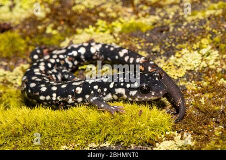 Salamandre affinée, comté de Huntingdon, PA, États-Unis - glutinose de Plethodon Banque D'Images