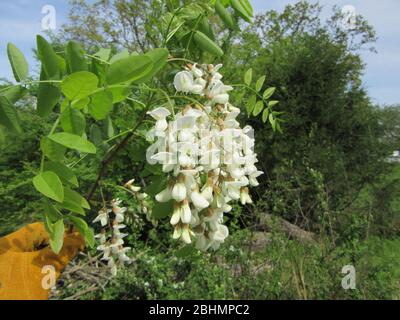 Au printemps, les magnifiques fleurs blanches parfumées d'un arbre de wisteria Banque D'Images