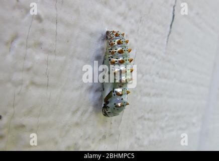 Le Pupa Chrysalis du papillon frillaire Variegated Banque D'Images