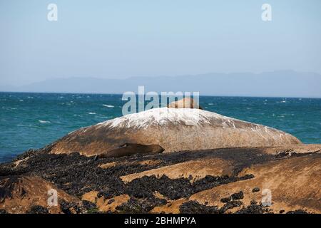 Sceaux dormant Shelley point, St Helena Bay, Afrique du Sud Banque D'Images