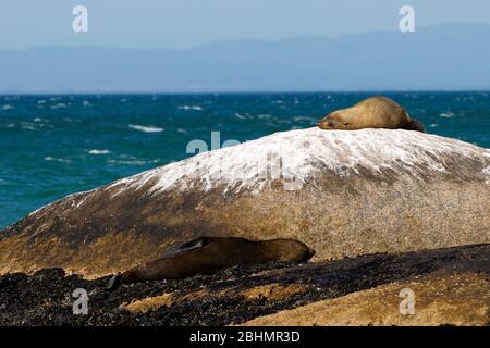 Sceaux dormant Shelley point, St Helena Bay, Afrique du Sud Banque D'Images