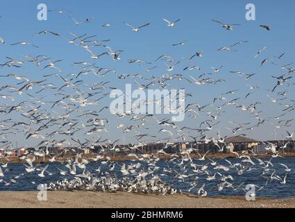 Pékin, Chine. 26 avril 2020. La photo prise le 26 avril 2020 montre des goélands reliques (larus relictus) volant dans un parc national de zones humides du comté de Kangbao, dans la province de Hebei en Chine du nord. Chaque année, plus de 7 000 goélands reliques, qui sont sous protection de première classe de l'État, volent vers le parc des zones humides. Crédit: Yang Shiyao/Xinhua/Alay Live News Banque D'Images