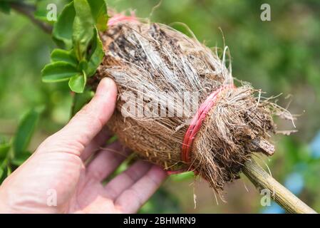 Propagation de la chaux avec la main / greffe de plante d'arbre sur la branche d'arbre de citron dans la ferme agricole biologique Banque D'Images