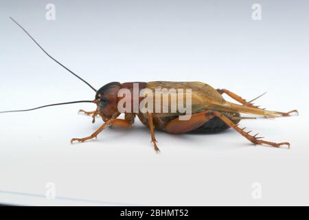 Criquets de champ noir, Grylus bimaculatus, Banque D'Images