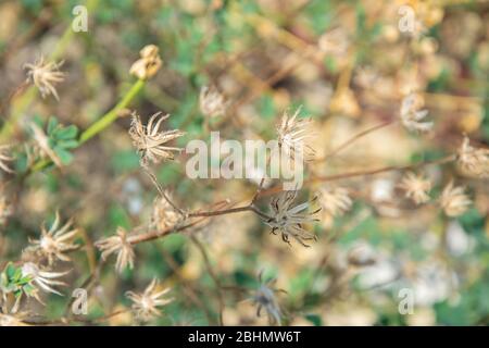 Fleurs sauvages minuscules et vives, fond naturel, herbe séchée sur la plage, saison estivale Banque D'Images