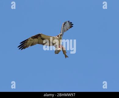 Ospray (Pandion haliatus) volant avec un énorme poisson à Tons Banque D'Images