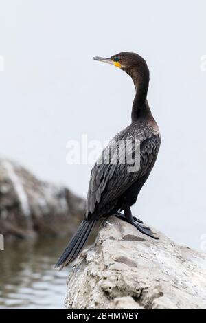 Le cormorant à double créa assis sur le rocher, Galveston Beach, Texas, États-Unis Banque D'Images