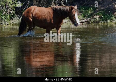 Les chevaux sauvages de Salt River se déplacent gratuitement dans le désert de l'Arizona. Banque D'Images