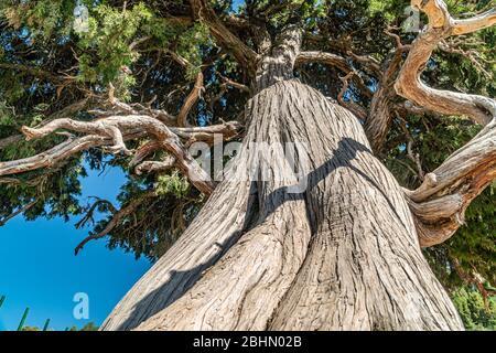 Une arborescence Juniper, grande et ancienne, vue de dessous Banque D'Images