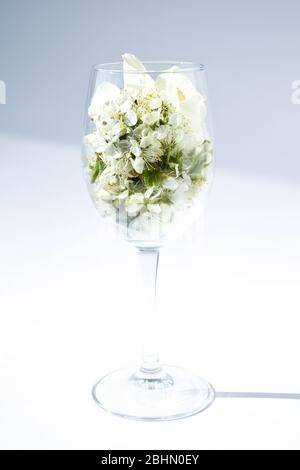 fleurs printanières abricots de cerise dans un verre à vin sur fond blanc, heure de printemps Banque D'Images