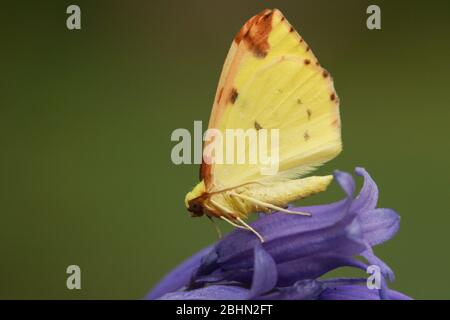 Une belle Moth Brimstone, Opisthograptis luteolata, perché sur la fleur de Bluebell au printemps. Banque D'Images