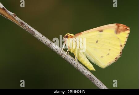 Une belle Moth Brimstone, Opisthograptis luteolata, perché sur une branche au printemps. Banque D'Images