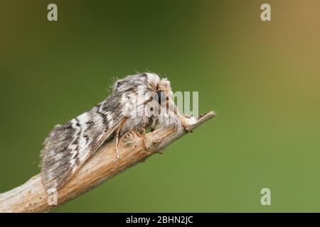 Un brun marbré lunaire, Drymonia ruficornis, perché sur une branche au printemps. Banque D'Images