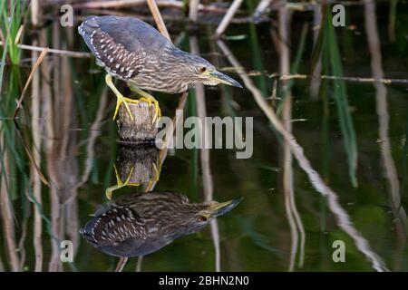 Héron nocturne à couronne noire juvénile (Nycticorax nycticorax) pêchant dans un étang du parc Izumi no Mori, Kanagawa, Japon. Banque D'Images