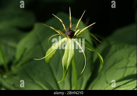 Une plante florissante rare Herb Paris, Paris quadrifolia, qui pousse dans les bois au Royaume-Uni. Banque D'Images