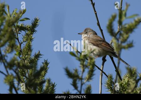 Un beau Whitethroat, Sylvia communis, perché sur un arbre de saule au printemps. Banque D'Images