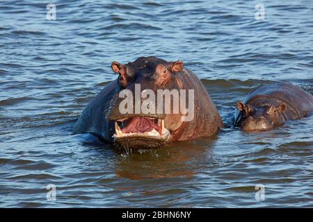 Hippopotamus (Hippopotamus amphibius), rivière Zambèze, près des chutes Victoria, Zimbabwe, Afrique Banque D'Images