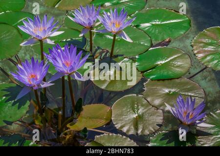 Fleurs de Lotus (Nelumbo nucifera) dans un étang, entouré de feuilles. Aussi connu sous le nom de lotus indien, lotus sacré, haricot de l'Inde, et haricot égyptien. Banque D'Images