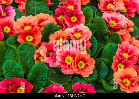 Gros plan sur les fleurs roses de primula, genre Primulaceae. Ils comprennent la fleur sauvage familière des rives et des verges, la primrose. Banque D'Images