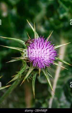 Gros plan sur une abeille sur Cirsium vulgare, souvent appelée chardon de lance, chardon de taureau ou chardon commun. C'est la fleur nationale de l'Ecosse. Banque D'Images