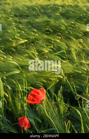 Champ de grain d'orge avec deux coquelicots au premier plan Banque D'Images