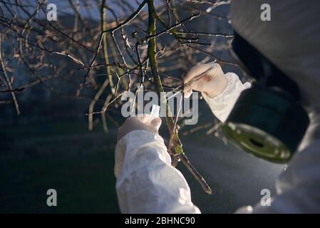Vue latérale gros plan instantané de scientifique portant uniforme et un masque à gaz, en prenant l'échantillon d'une branche d'arbre en début de matinée avec l'aide d'une lanterne Banque D'Images