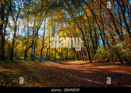 Beau matin dans la forêt d'automne malteuse avec des rayons du soleil. Banque D'Images