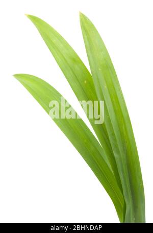 Les feuilles de pandan frais vert gros plan thai herbal isolated Banque D'Images