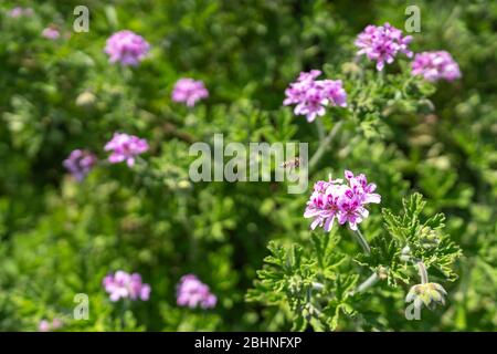 Abeille de miel occidental (APIS mellifera) sucer géraniums de roses (Pelargonium graveolens), ville d'Isehara, préfecture de Kanagawa, Japon Banque D'Images