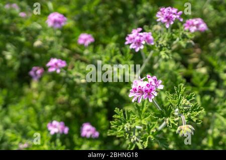 Géraniums de roses (Pelargonium graveolens), ville d'Isehara, préfecture de Kanagawa, Japon Banque D'Images