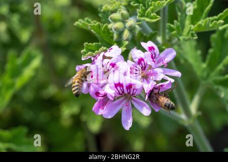 Abeille de miel occidental (APIS mellifera) sucer géraniums de roses (Pelargonium graveolens), ville d'Isehara, préfecture de Kanagawa, Japon Banque D'Images