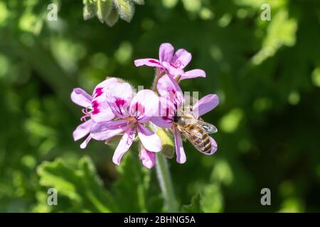 Abeille de miel occidental (APIS mellifera) sucer géraniums de roses (Pelargonium graveolens), ville d'Isehara, préfecture de Kanagawa, Japon Banque D'Images