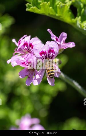 Abeille de miel occidental (APIS mellifera) sucer géraniums de roses (Pelargonium graveolens), ville d'Isehara, préfecture de Kanagawa, Japon Banque D'Images