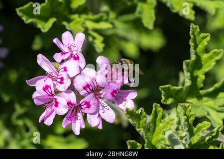 Abeille de miel occidental (APIS mellifera) sucer géraniums de roses (Pelargonium graveolens), ville d'Isehara, préfecture de Kanagawa, Japon Banque D'Images