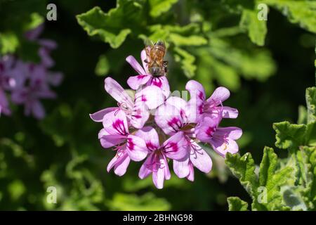 Abeille de miel occidental (APIS mellifera) sucer géraniums de roses (Pelargonium graveolens), ville d'Isehara, préfecture de Kanagawa, Japon Banque D'Images