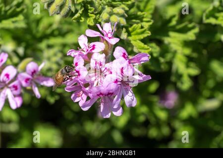 Abeille de miel occidental (APIS mellifera) sucer géraniums de roses (Pelargonium graveolens), ville d'Isehara, préfecture de Kanagawa, Japon Banque D'Images