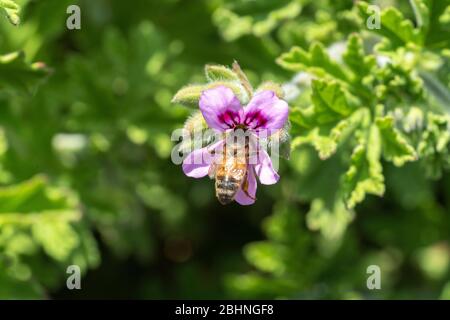 Abeille de miel occidental (APIS mellifera) sucer géraniums de roses (Pelargonium graveolens), ville d'Isehara, préfecture de Kanagawa, Japon Banque D'Images