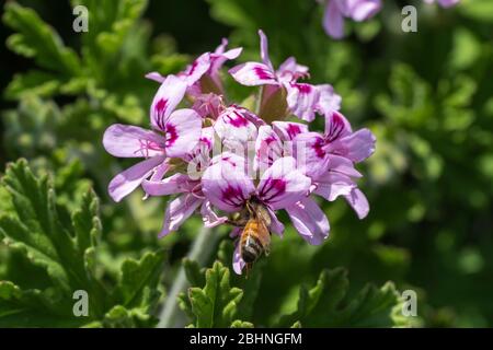 Abeille de miel occidental (APIS mellifera) sucer géraniums de roses (Pelargonium graveolens), ville d'Isehara, préfecture de Kanagawa, Japon Banque D'Images