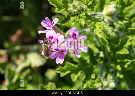 Abeille de miel occidental (APIS mellifera) sucer géraniums de roses (Pelargonium graveolens), ville d'Isehara, préfecture de Kanagawa, Japon Banque D'Images