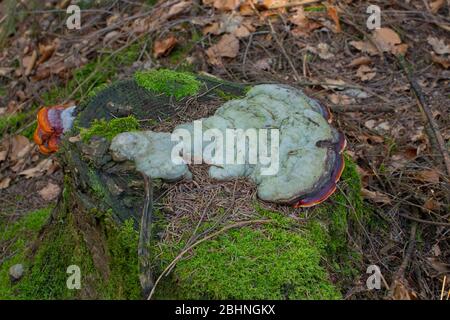 Ceinture rouge conk ou champignon rouge à pattes, poussant sur un arbre mort, Fomitopsis pinicola Banque D'Images