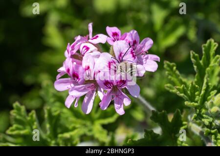 Tetralonia nipponensis sucer le géranium de la rose (Pelargonium graveolens), Isehara City, préfecture de Kanagawa, Japon Banque D'Images